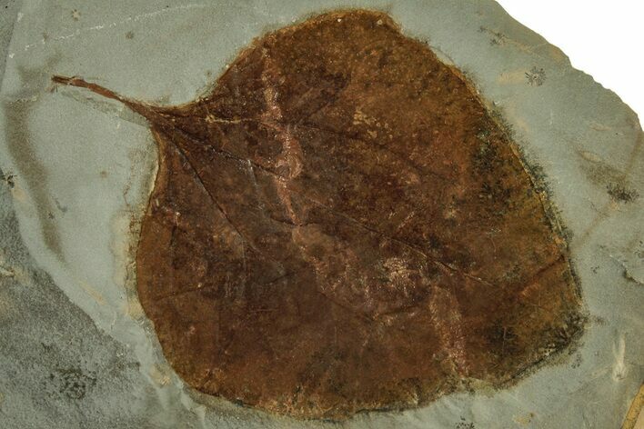 Fossil Leaf (Zizyphoides) - Montana #215533